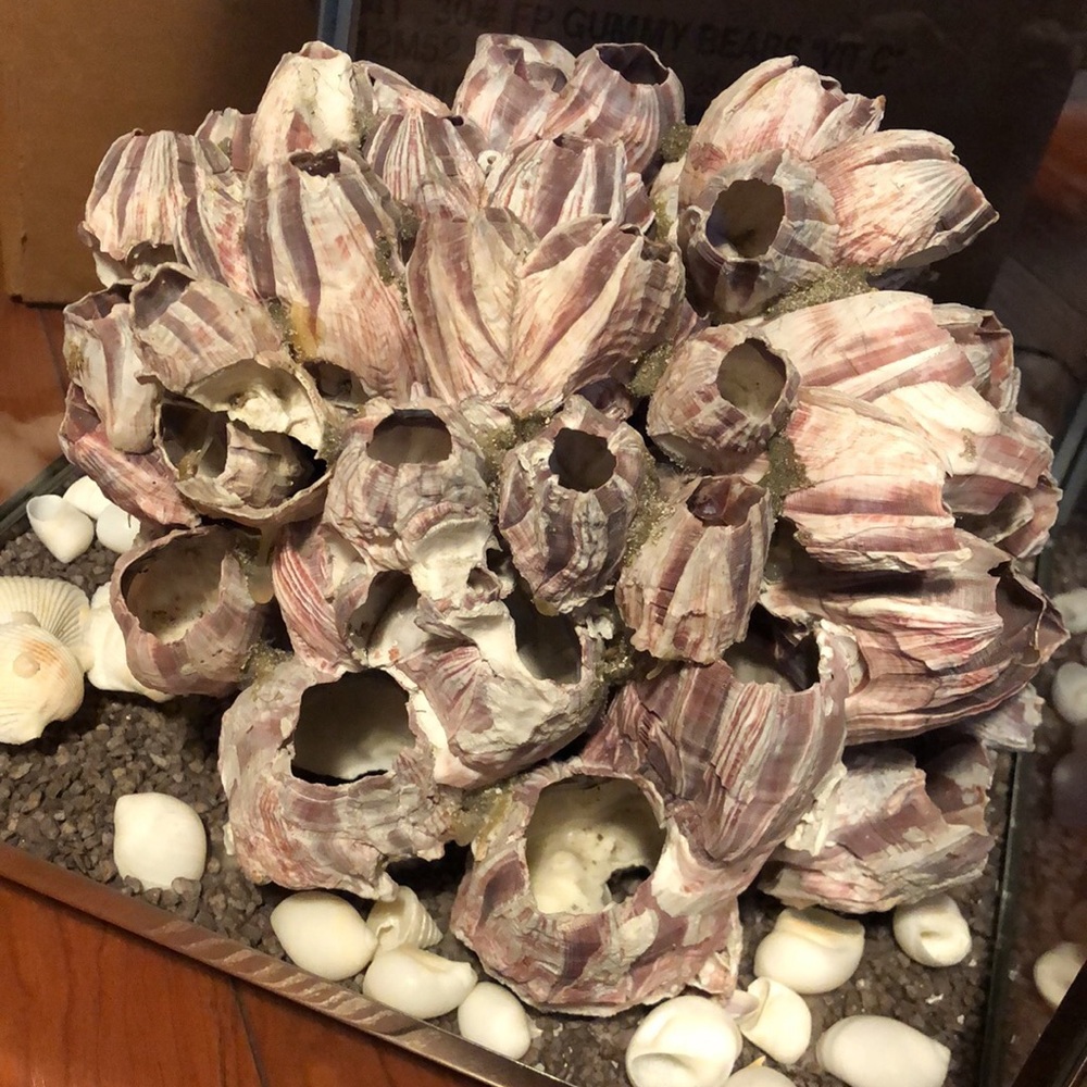 Seashell
